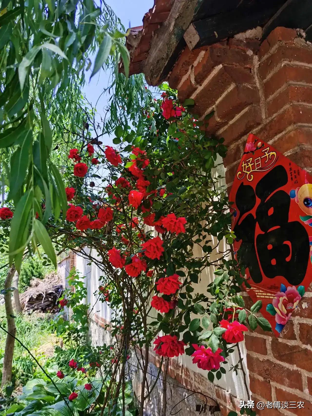 农村房前屋后不让种菜是谁规定的,严禁农村房前屋后种植蔬菜