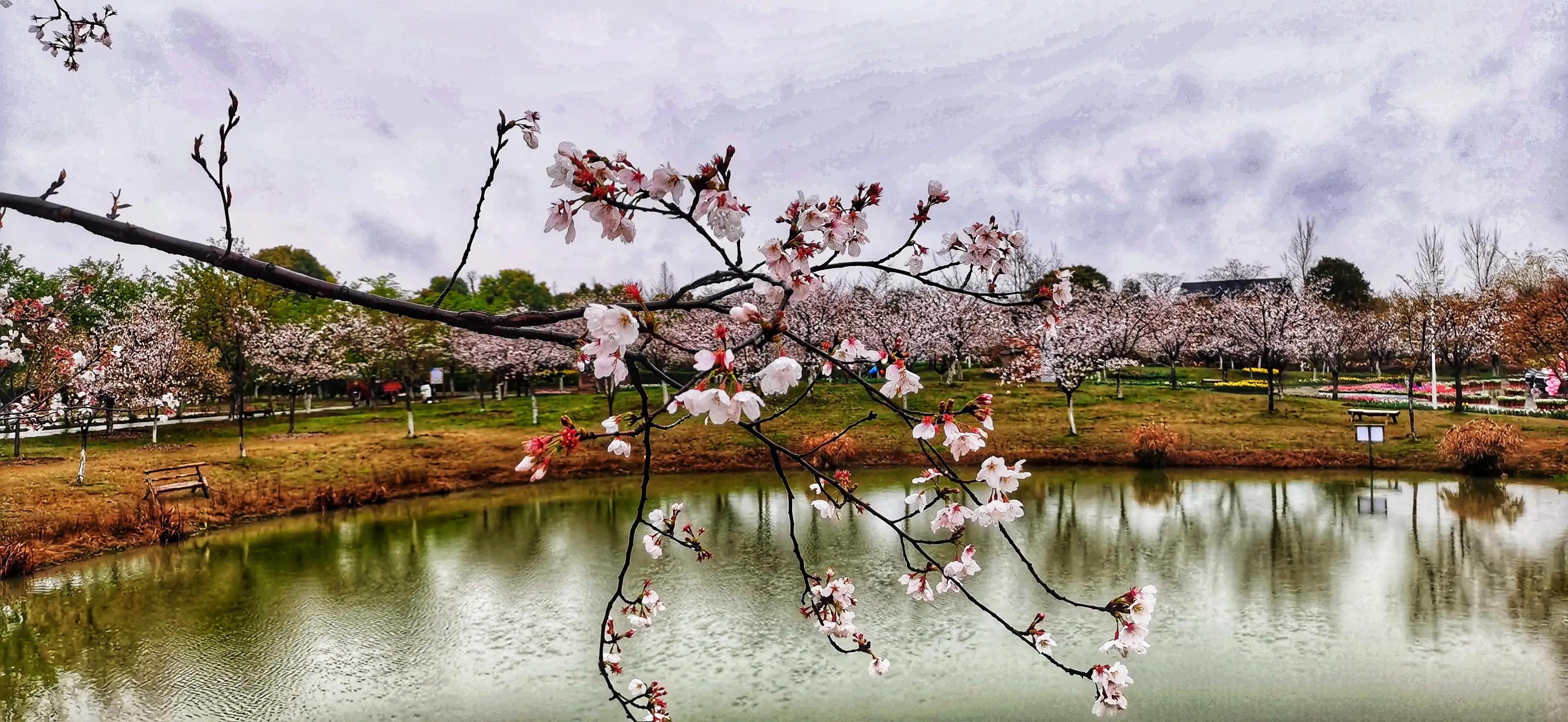 湖北宜昌花海赏花,枝江同心花海四月有什么花