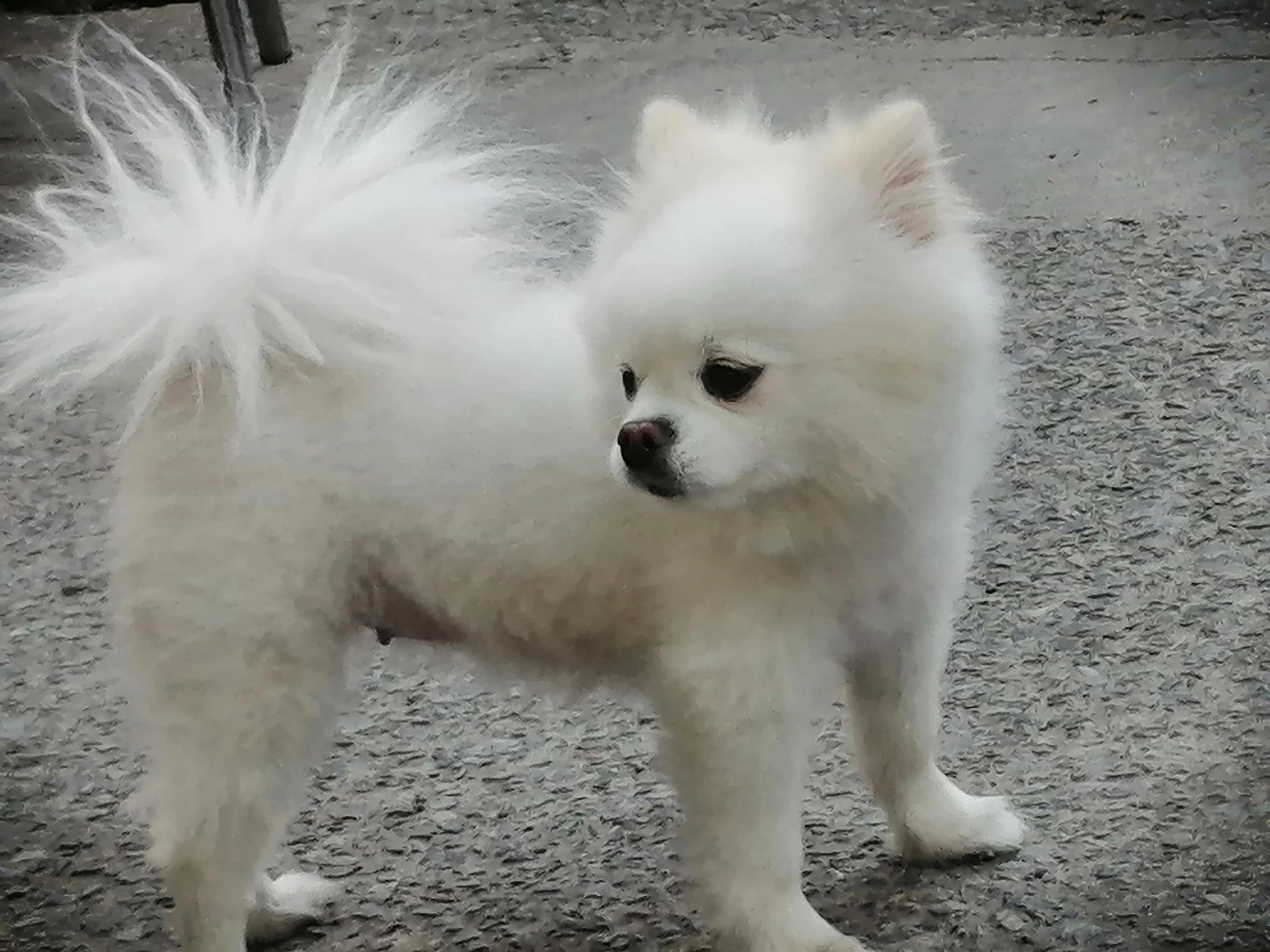 姣涜眴灏忕嫍,璋冪毊灏忕嫍姣涜眴