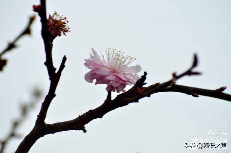 春风拂柳梅花开,桃李春风梅花开
