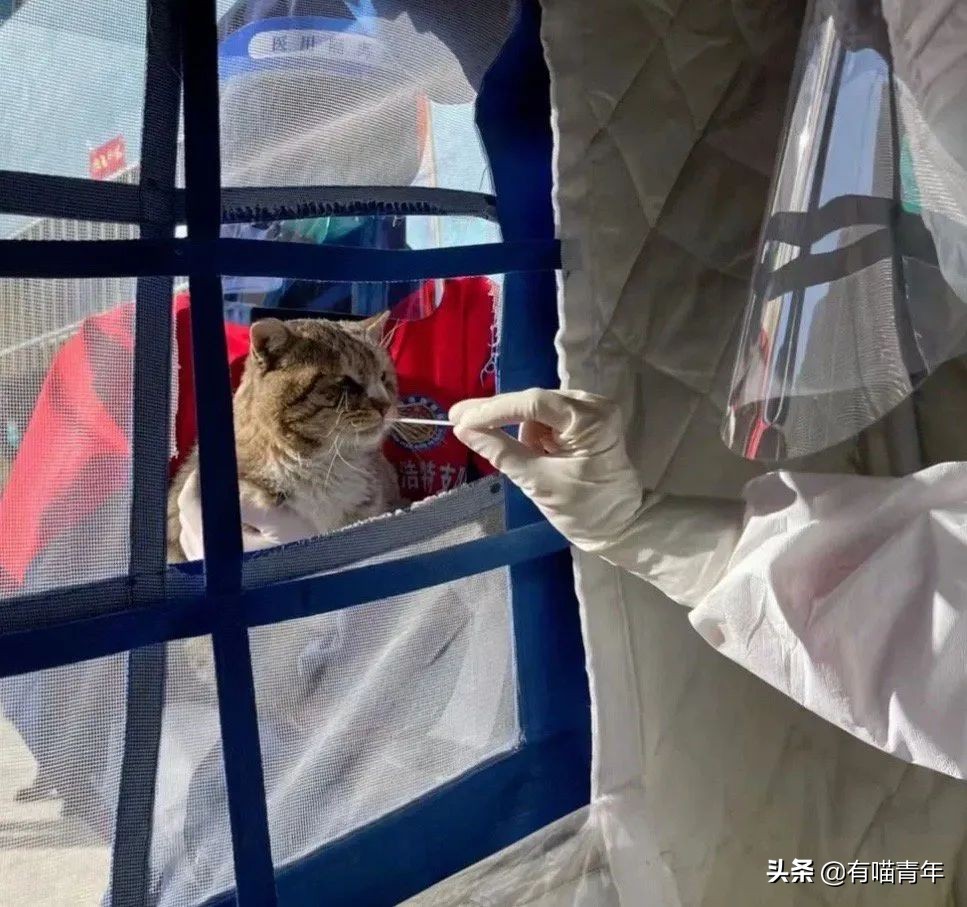 猫核酸检测有必要做吗,猫做核酸粤语视频