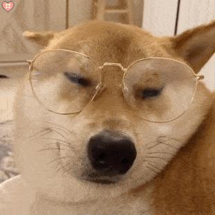 狗狗总喜欢答不理我怎么办,狗狗很依赖你肯定会有这5种行为