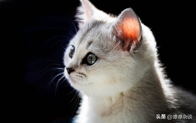 怀孕猫咪一直叫什么原因,猫咪春天一直叫怎么回事