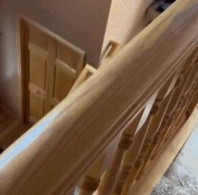 金毛误入地铁站后续,金毛闯地铁