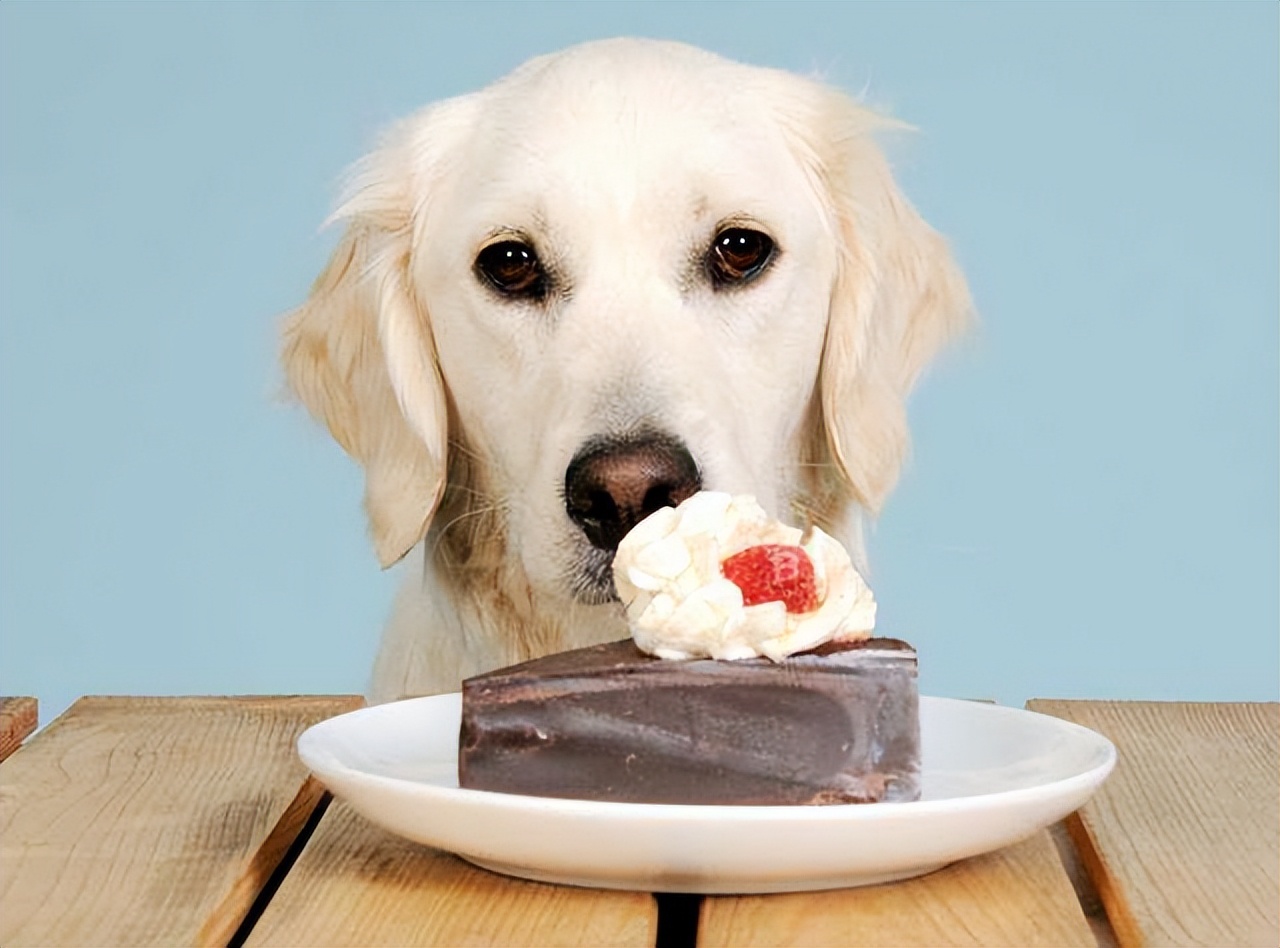 边牧狗狗训练教程18个技巧,狗狗大小便训练技巧