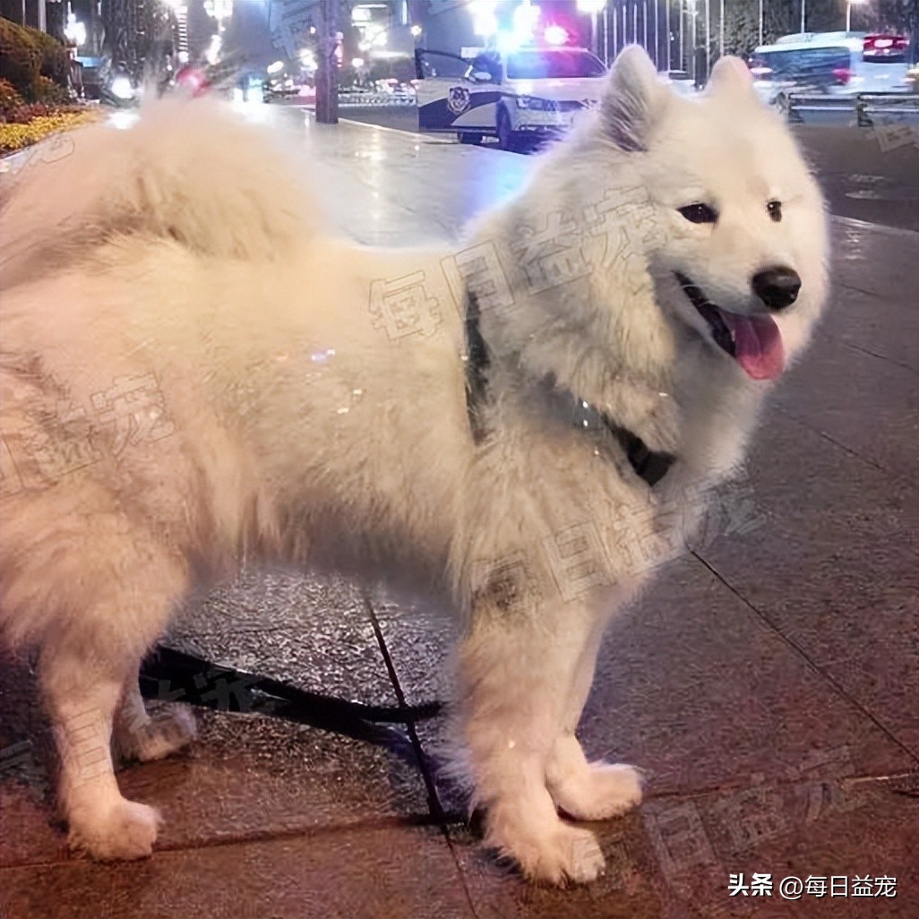 流浪萨摩耶遇到家养萨摩耶原视频,肉狗萨摩耶