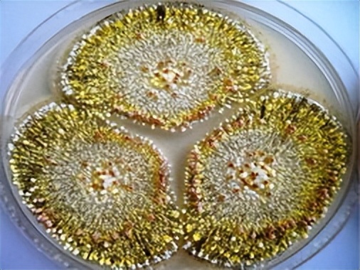 饲料中霉菌毒素对猪有什么危害,饲料毒素对猪的危害