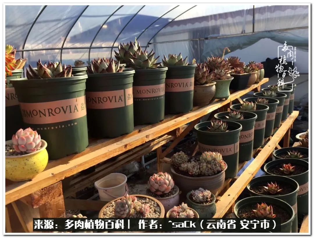 情不知所起一往而深歌曲,情不知所起一往而深完整版