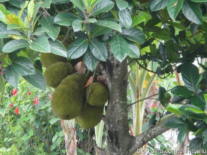 西双版纳和德宏州的关系,西双版纳和德宏