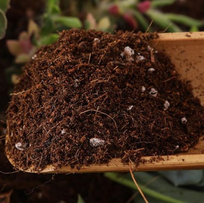 碧玉的养殖方法和注意事项,碧玉花的养殖方法和注意事项视频