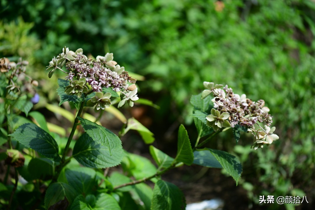 看到你的花园那么惨，我就安心了|园丁