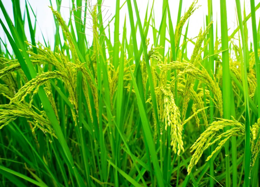 有机农场的痛点在哪,有机农场最需要什么技术