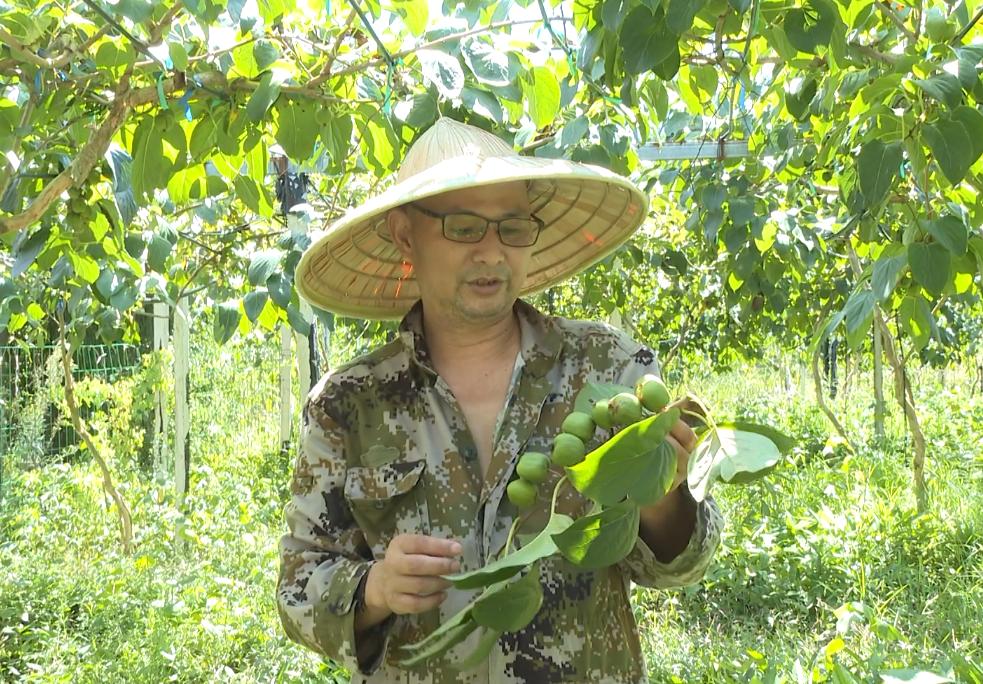 质优价高效益好！圣井山上的“超级水果”奇异莓上市