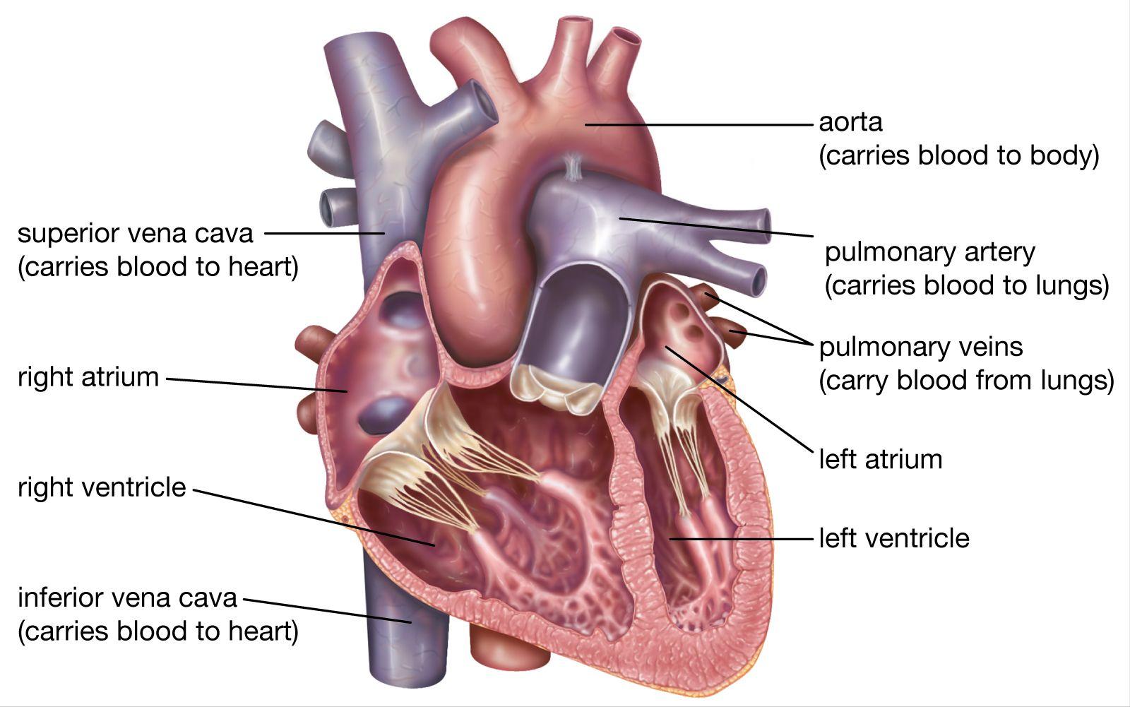 从考古学的发现看世界古代文明,有关古埃及的医学资料