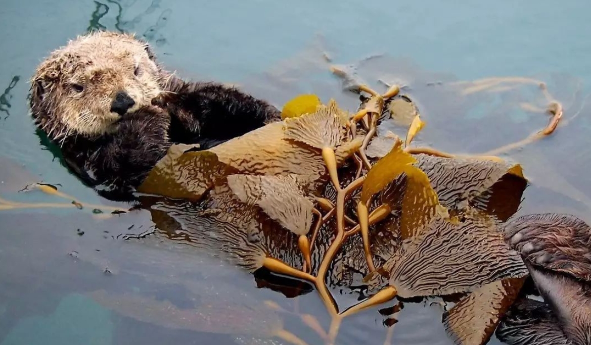 交配明明是为了繁衍后代,为什么雄性海獭,要将雌性折磨致死?