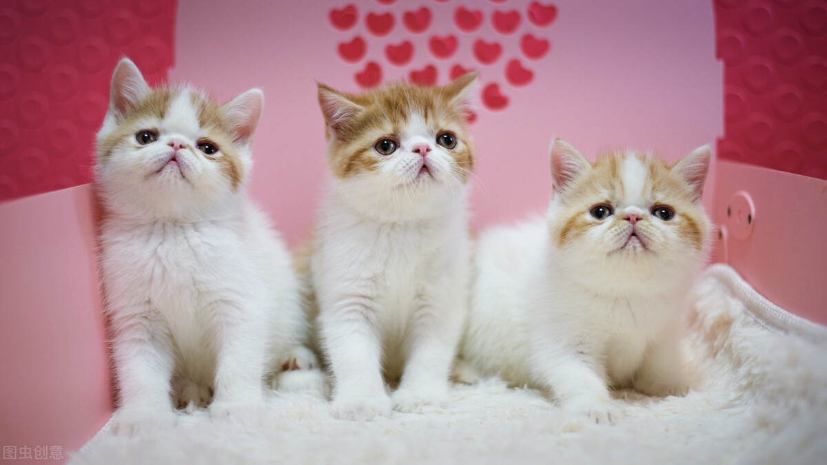 如何看待全世界每年有70亿只小公鸡被绞碎,然后做成了猫粮狗粮?