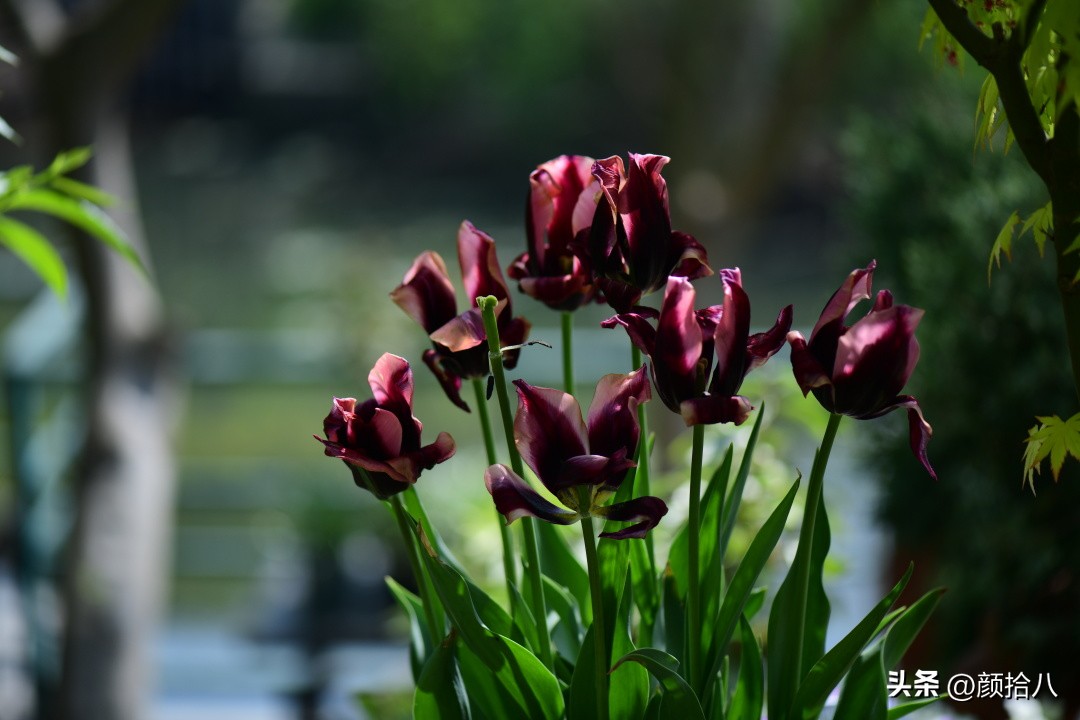 河马花园最耐阴植物,最漂亮的花园里的郁金香