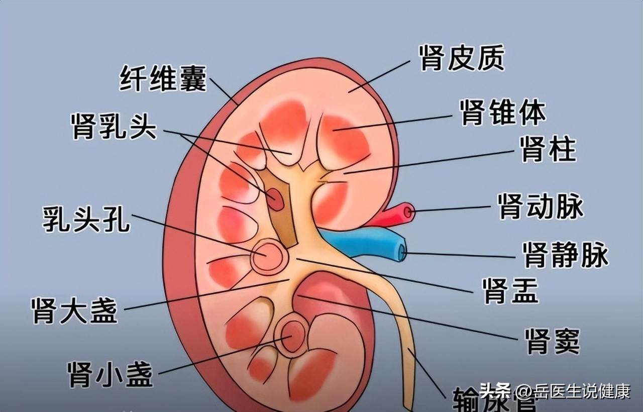 尿路感染了吃什么药,尿路感染要用什么药治疗好