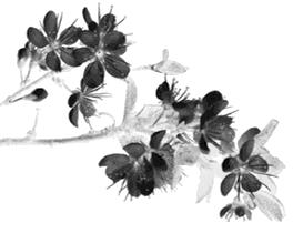 阿五角色出处,阿五简介