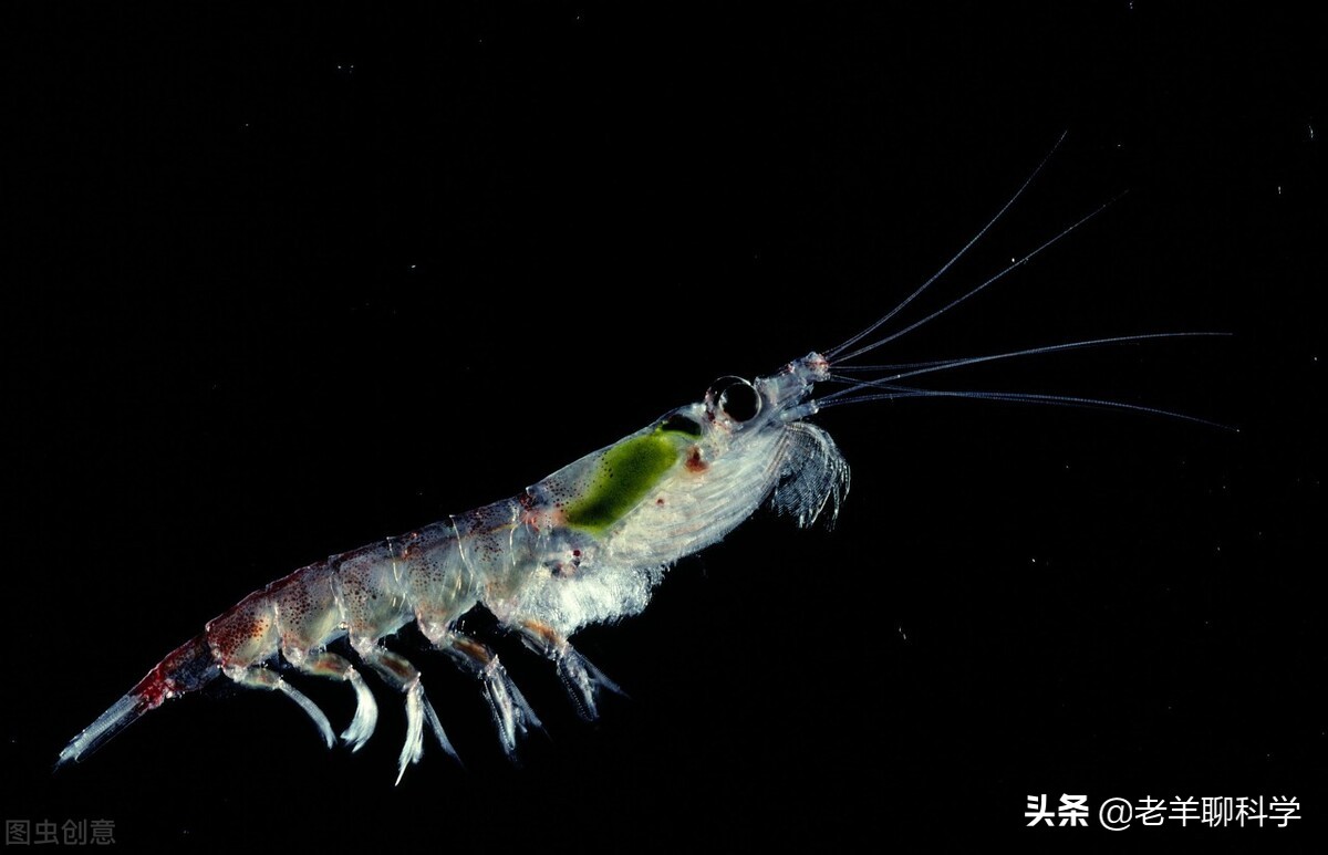 14亿国人的福音：10亿吨“海上金矿”，吃不完繁殖快，为何有隐患