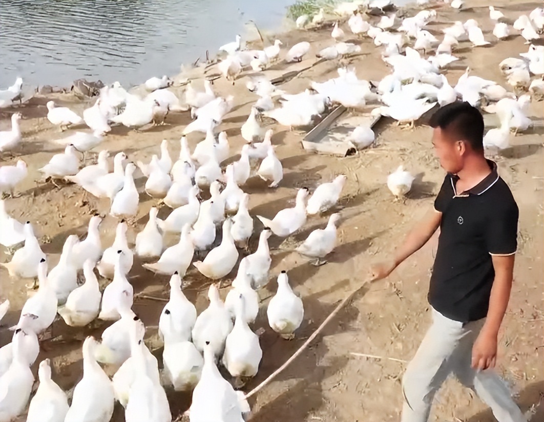 返乡创业养鱼一年要卖五十万,男子回乡养鱼创业年销售额上千万