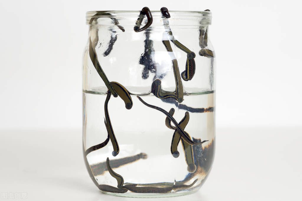 蚂蟥被人吃进去会如何,误食蚂蟥多久会有反应