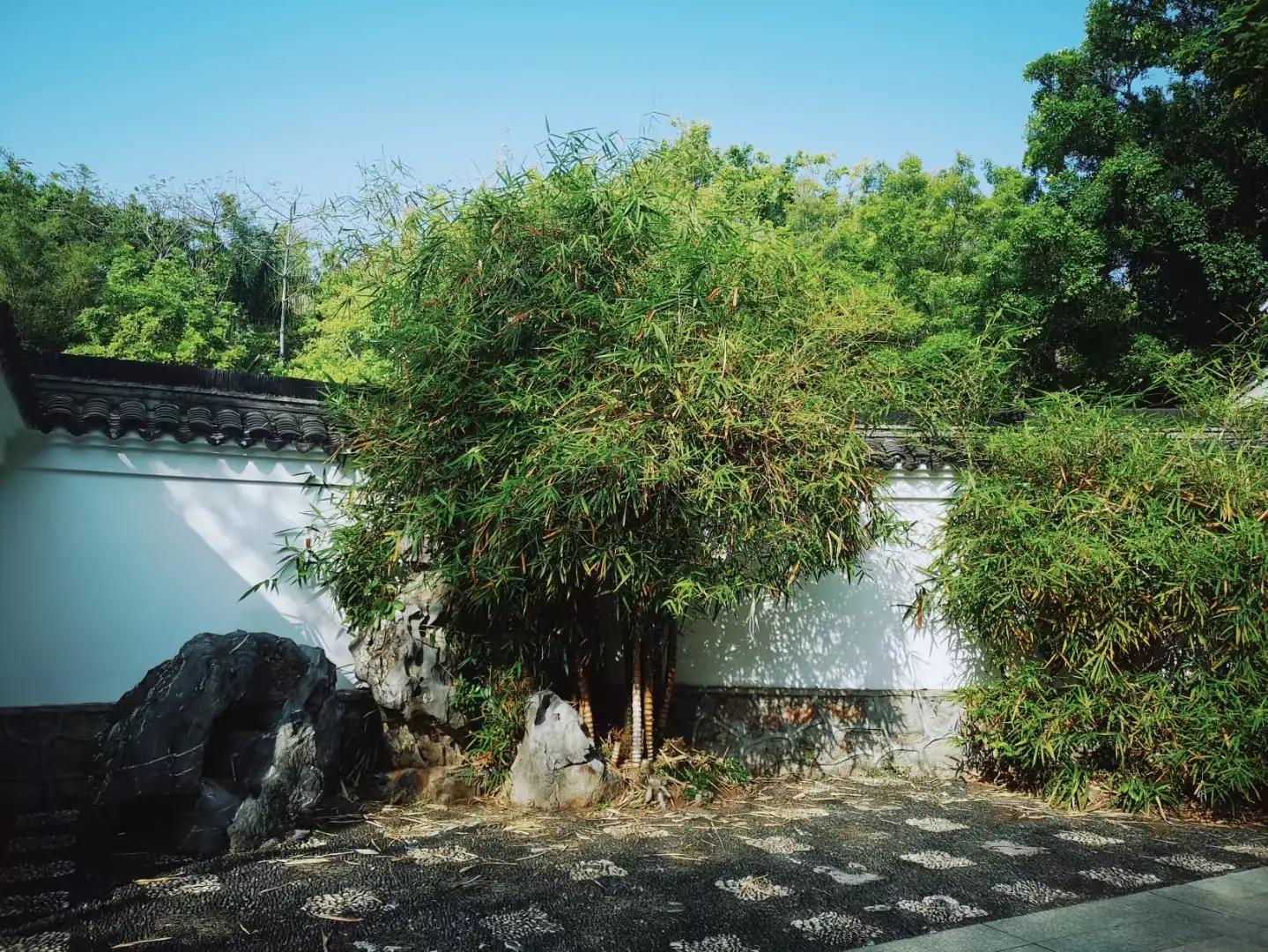 黄梅戏游园惊梦牡丹亭寻梦,寻梦牡丹亭游园惊梦