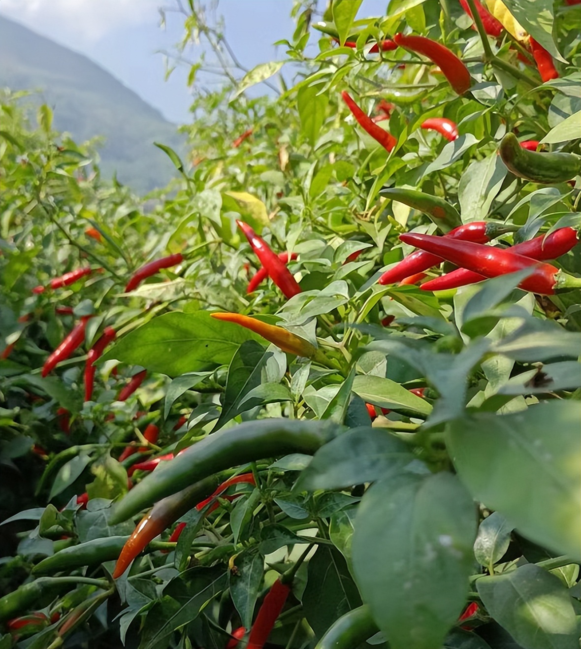 *白县博**电商服务站案例丨站点服务暖人心，代销农产助脱贫