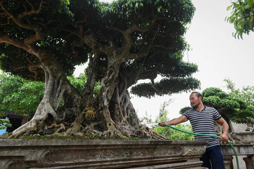 2007年他在越南购买了一棵300年古树，11年后卖出815万