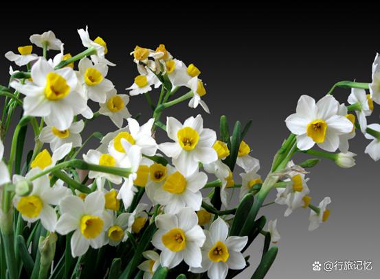 水仙知识大全,关于水仙的东西