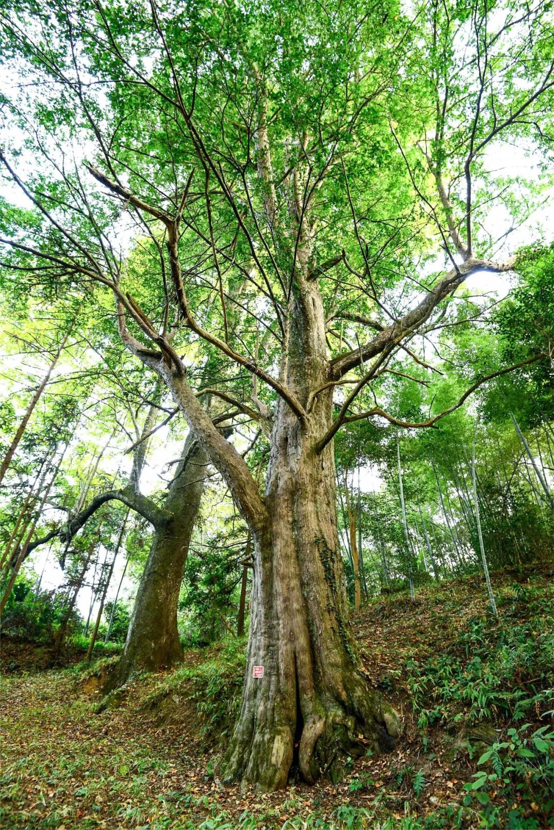 绿色狂想曲,绿色狂想曲三年级
