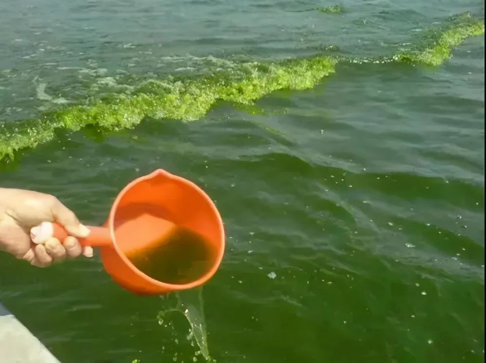 鱼进食过多消化不良怎么办,鱼吃食胀胃怎么办