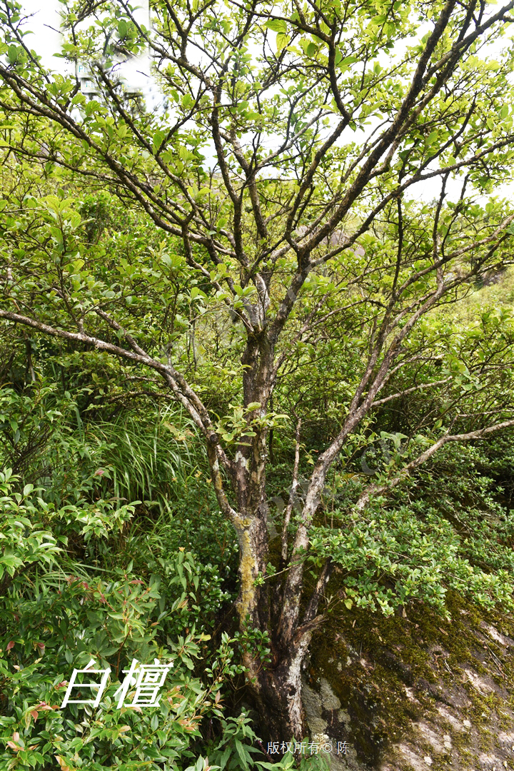 诗经中的伐檀,诗经伐檀是指哪里