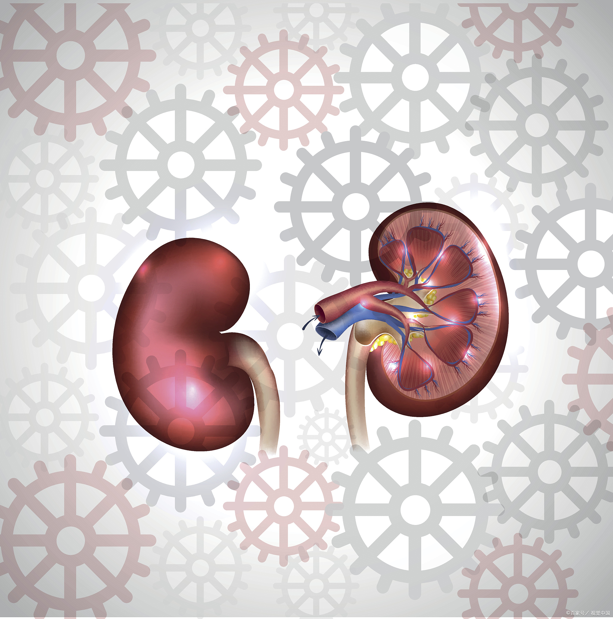 肺虚药膳,脾肺肾虚弱吃什么食物