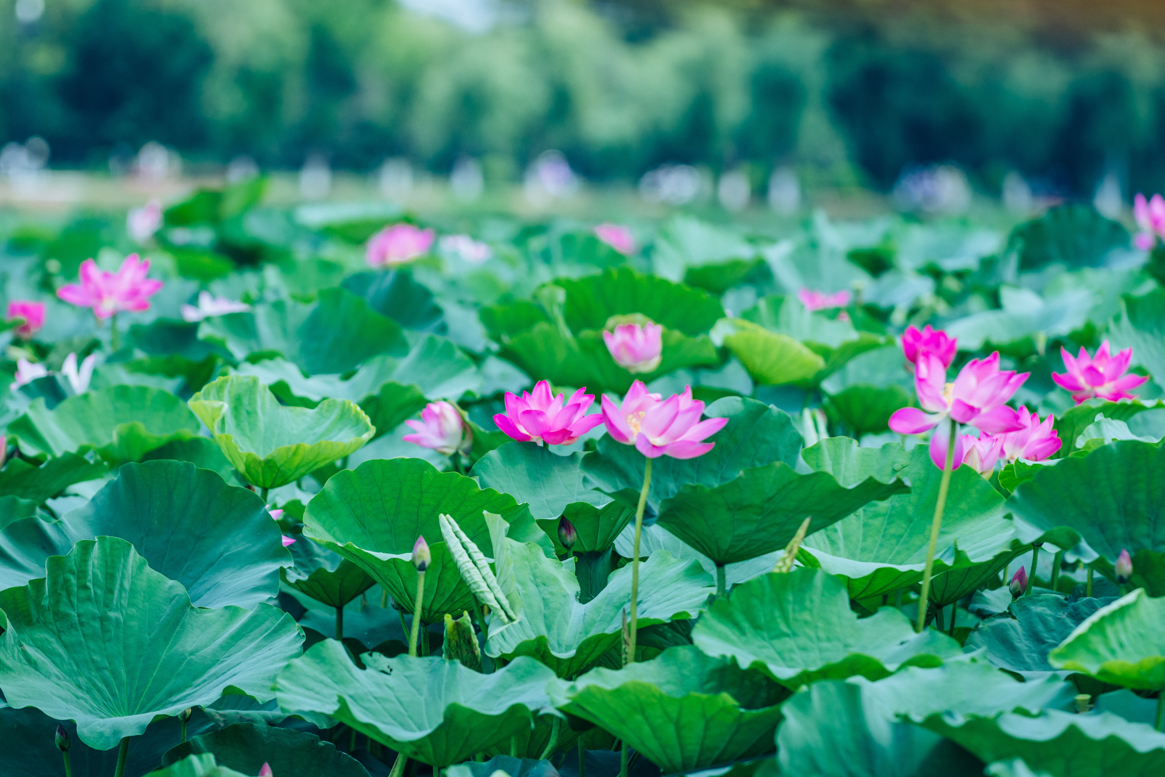 淮阳龙湖赏荷旅游月开启,淮阳龙湖湿地赏荷