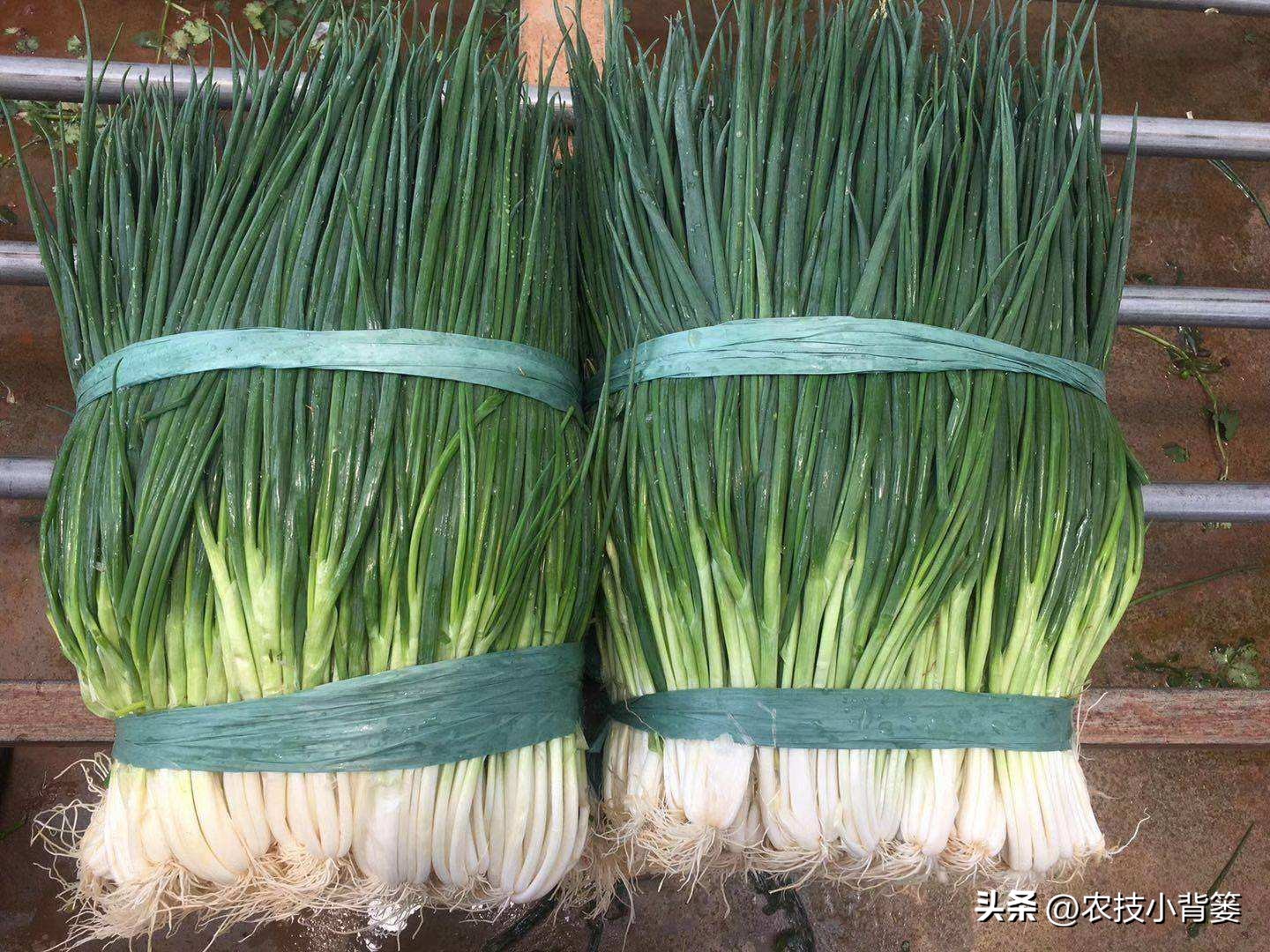 小香葱的种植方法与时间,小香葱播种多久可以采收