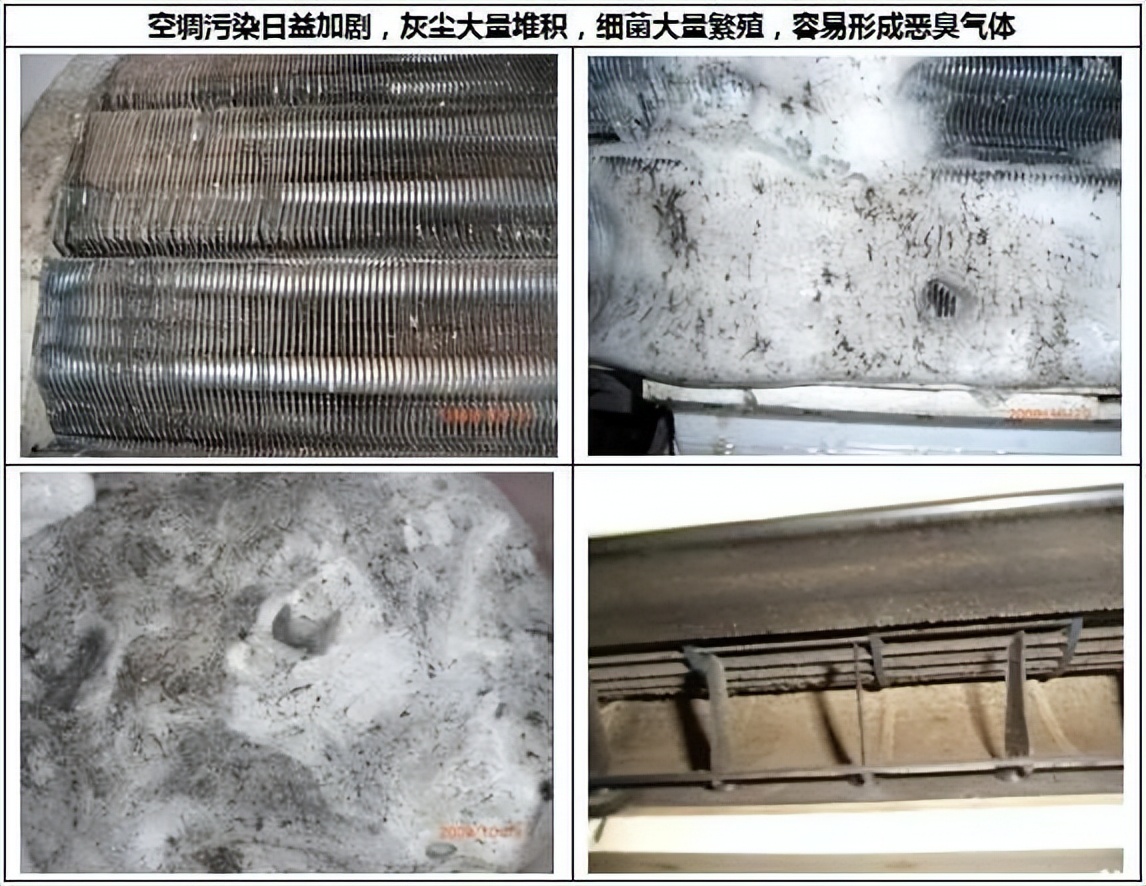 刚租的房子有宠物味怎么解决,房屋宠物有异味怎么处理