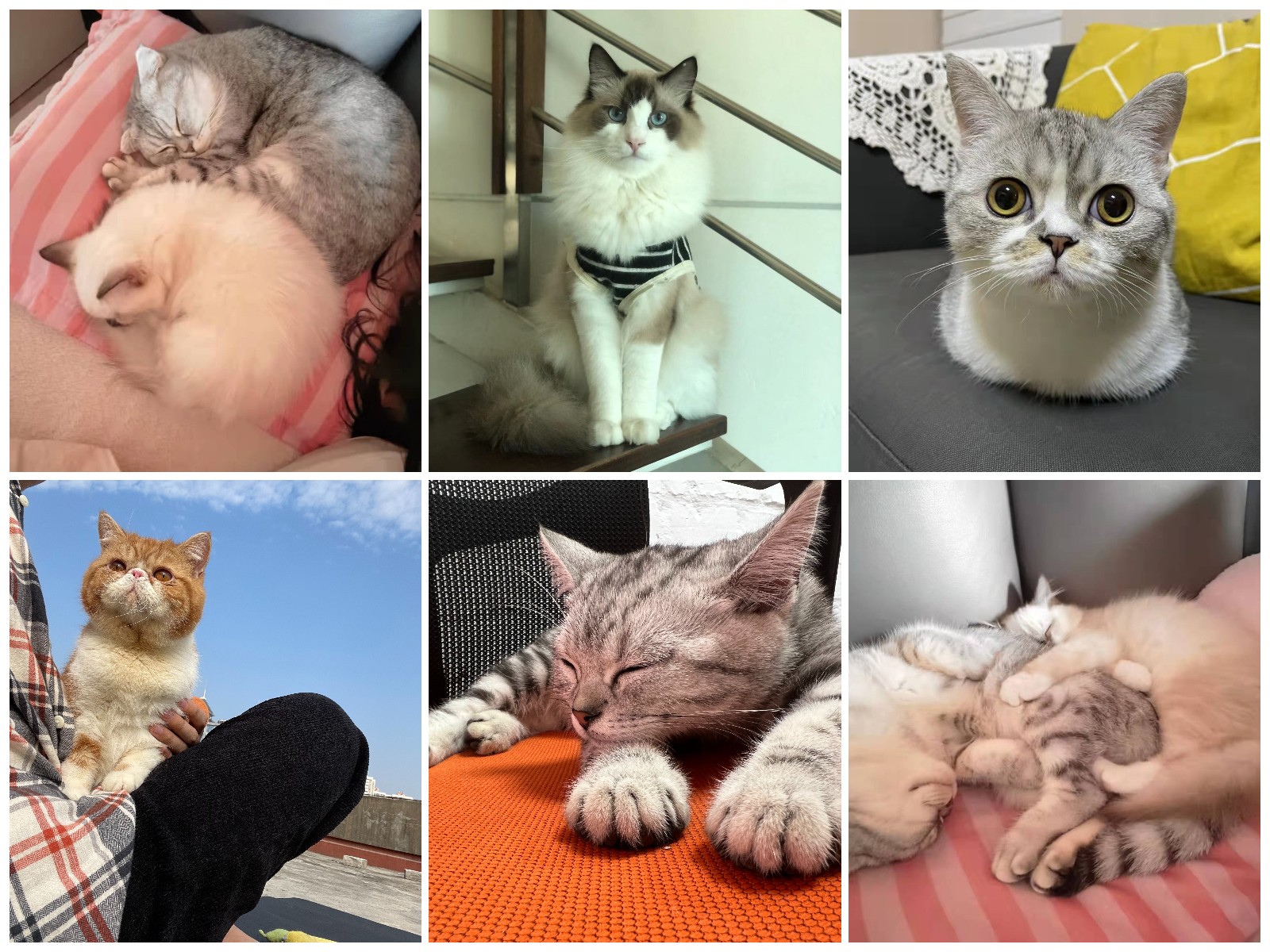 双十二纯福猫粮囤货指南,双十二最适合入手的猫粮