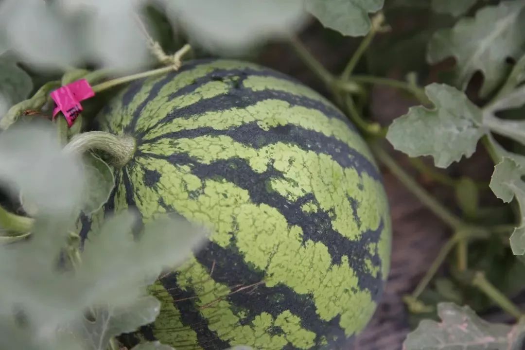 错过了整个四月,上海人绝不会再错过8424