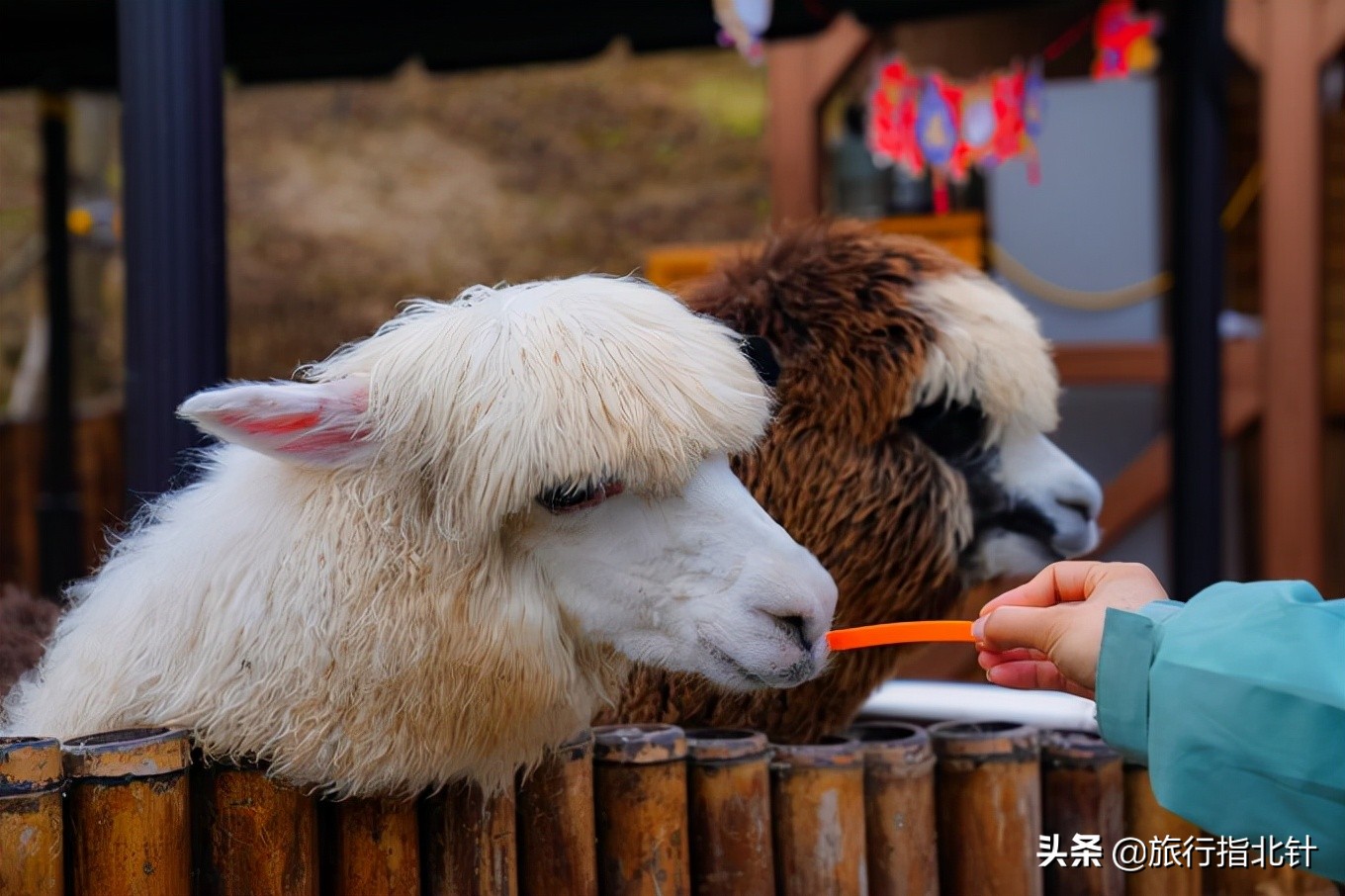 温州市泰顺县氡泉景区,泰顺5a级氡泉