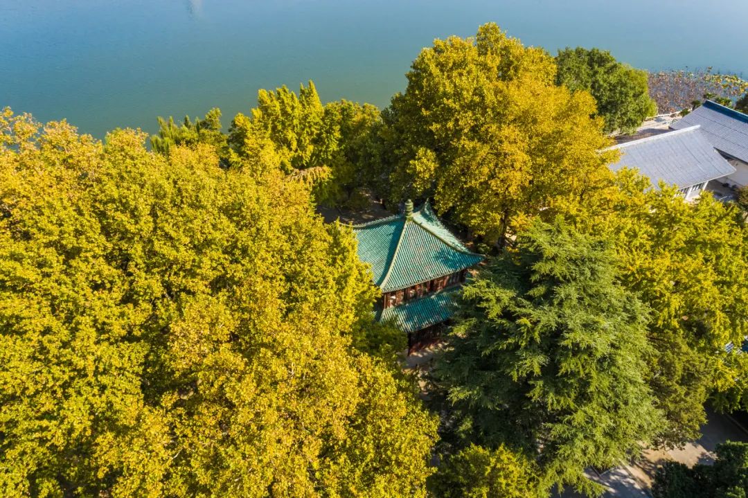 每一片银杏都不会辜负秋天,银杏从来不负秋原唱