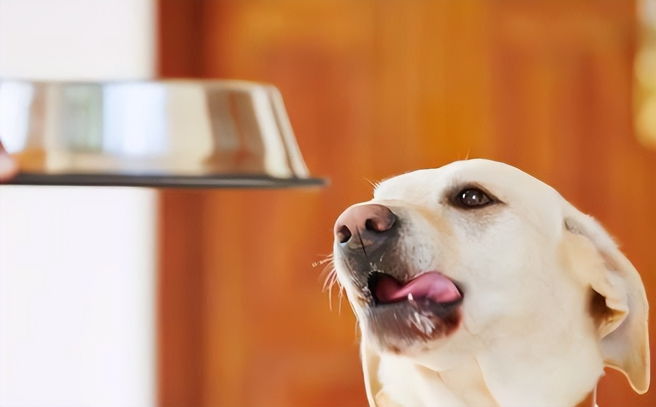 狗狗挑食怎么纠正,狗狗挑食怎么办教你四招轻松解决