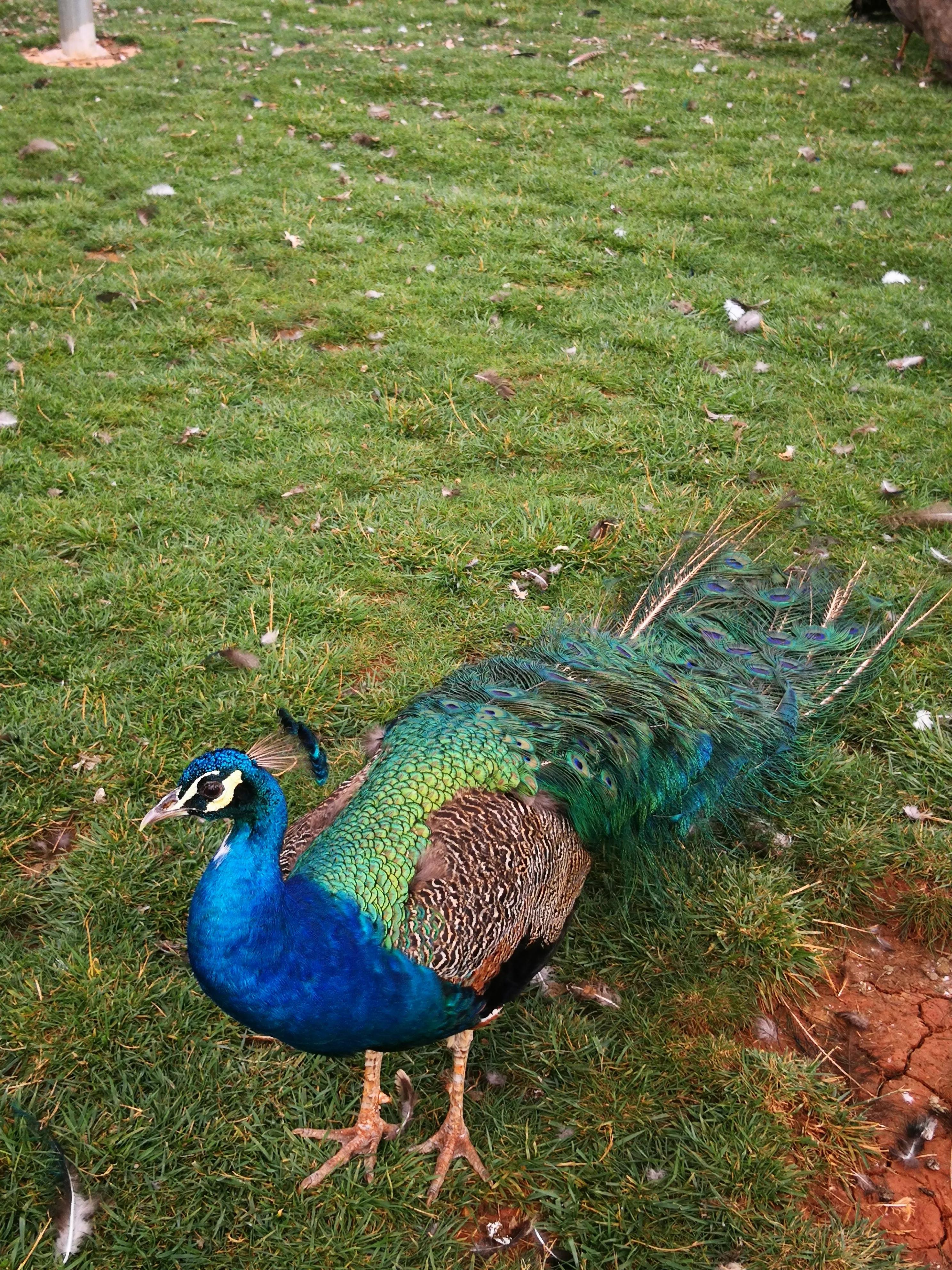 孔雀悠闲地在草地上嬉戏