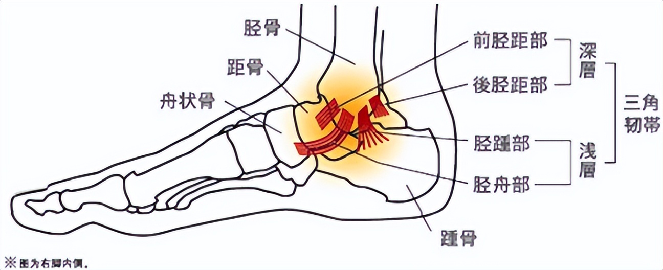 踝关节韧带损伤病历模板,踝关节外侧韧带损伤发病原因