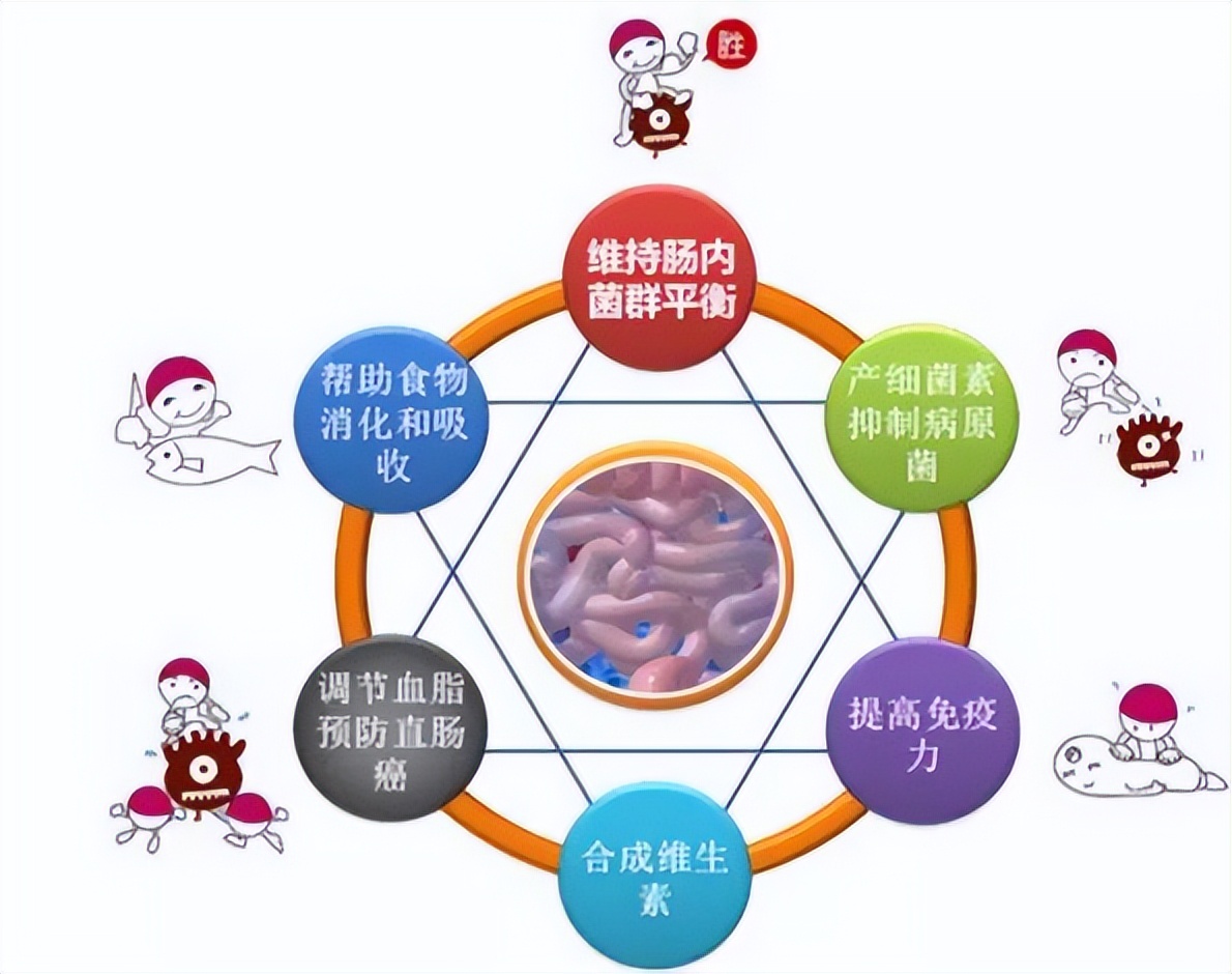 每日活菌乳酸饮品的功效与作用,每天一杯益生菌酸奶的好处与坏处