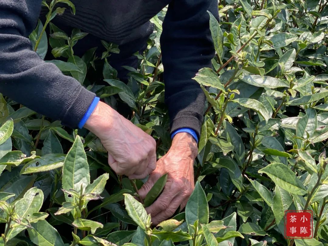 茶掌柜和入门级茶友,茶掌柜知识分享