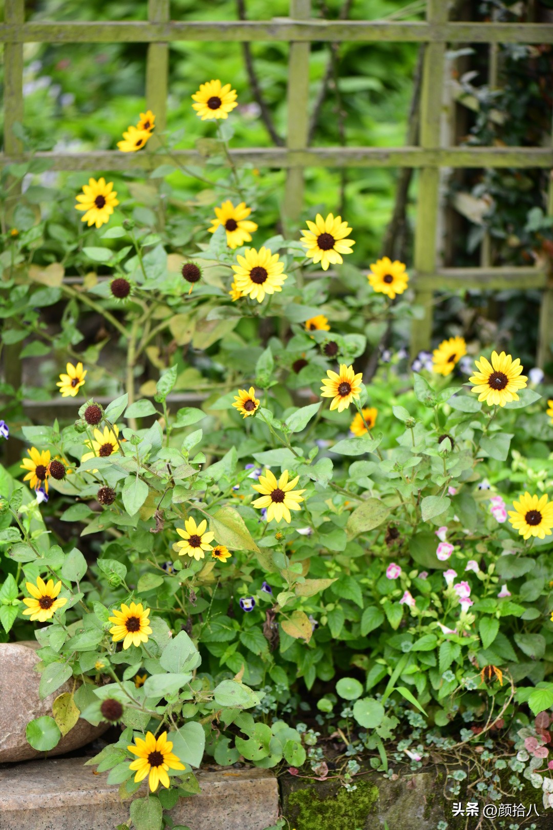 光辉岁月向日葵单朵花能开多少天,光辉岁月向日葵开花效果
