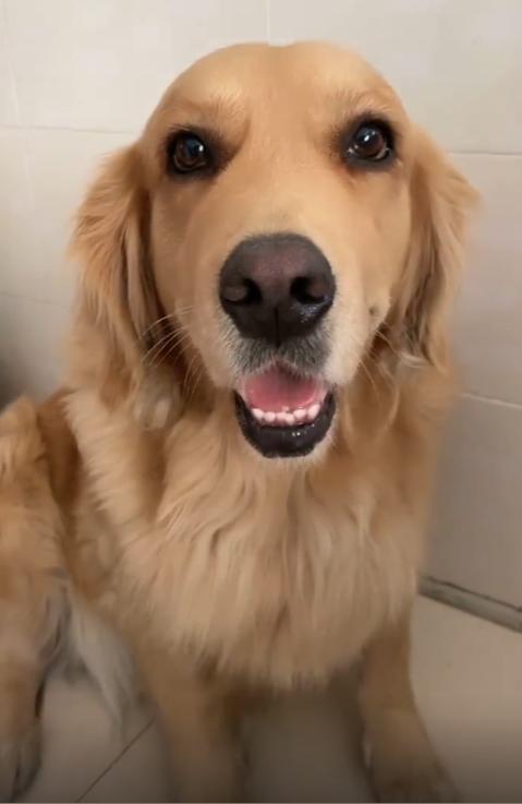 网红金毛coco到底是得了什么病,金毛coco离世原视频