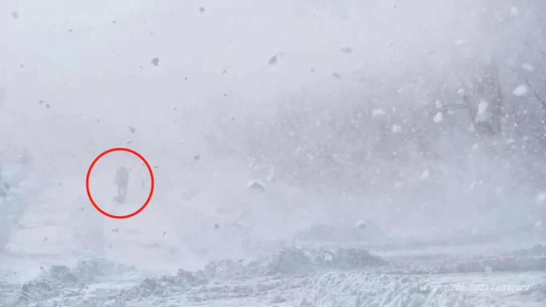 千万别养两只柴犬,千万不要养的狗子