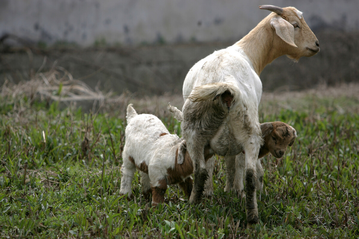小雪节气养羊,夏季养羊注意事项